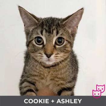 Cookie (bonded with Ashley) -  Domestic Short Hair Cat for Adoption in Toronto, Ontario - Cookie (bonded With Ashley) | PetCurious