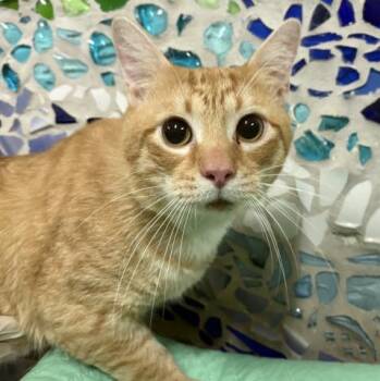 SULLEY SULLIVAN -  Domestic Short Hair Cat for Adoption in Pensacola, Florida - SULLEY SULLIVAN | PetCurious
