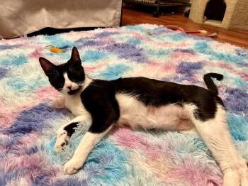 Rescue Domestic Short Hair Cats for Adoption in Jacksonville, Florida - Jellybean | PetCurious