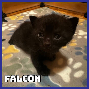 Rescue Domestic Short Hair Cats for Adoption in Glenwood, Minnesota - Falcon | PetCurious