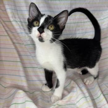 Henry -  Domestic Short Hair Cat for Adoption in Mount Vernon, Illinois - Henry | PetCurious
