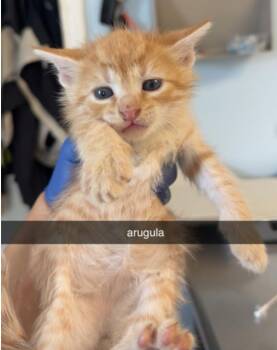 Arigula -  Domestic Short Hair Cat for Adoption in Marshall, North Carolina - Arigula | PetCurious