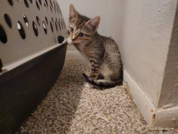 Juno -  Tabby Cat for Adoption in San Antonio, Texas - Juno | PetCurious