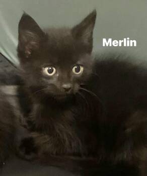 Merlin -  Domestic Medium Hair Cat for Adoption in Washington Township, New Jersey - Merlin | PetCurious