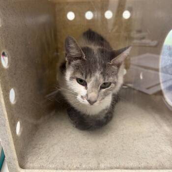 Trea -  Domestic Short Hair Cat for Adoption in Philadelphia, Pennsylvania - Trea | PetCurious