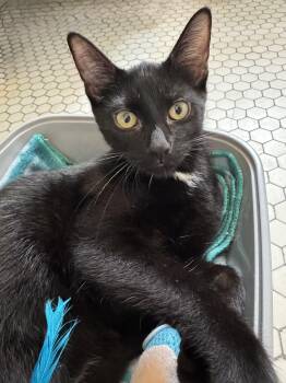 Nico -  American Shorthair Cat for Adoption - Nico | PetCurious
