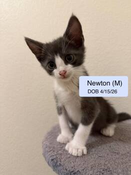 Newton -  Domestic Short Hair Cat for Adoption in Vacaville, California - Newton | PetCurious
