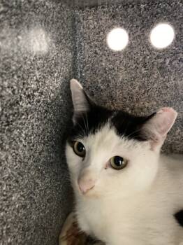 Rescue Domestic Short Hair Cats for Adoption in Houston, Texas - Blancquita | PetCurious