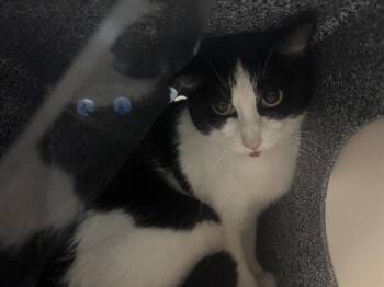 Domestic Short Hair Cats Available for Adoption - A527503 | PetCurious