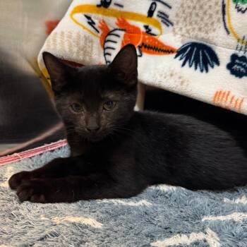 Hokey Pokey -  Domestic Short Hair Cat for Adoption in Charlottesville, Virginia - Hokey Pokey | PetCurious
