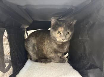 ANNIE -  Domestic Short Hair Cat for Adoption in Loveland, Colorado - ANNIE | PetCurious