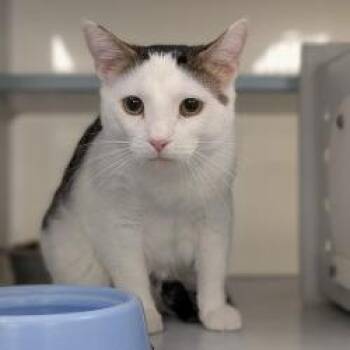 Domestic Short Hair Cats Available for Adoption - Pickles | PetCurious