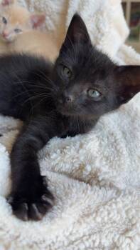 A1263897 -  Domestic Short Hair Cat for Adoption in Charlotte, North Carolina - A1263897 | PetCurious