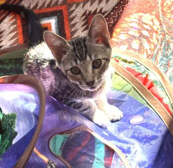 Millie — The Sweet Little Greeter -  Domestic Short Hair Cat for Adoption in Prescott, Arizona - Millie — The Sweet Little Greeter | PetCurious