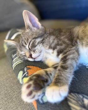 Domestic Short Hair Cats Available for Adoption in San Francisco, California - Tread (Bonded With Trek) | PetCurious