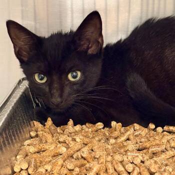 Daemon -  Domestic Short Hair Cat for Adoption in West Palm Beach, Florida - Daemon | PetCurious