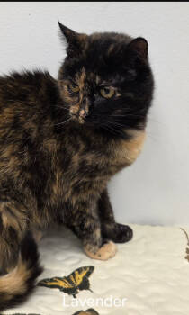 Rescue Domestic Medium Hair Cats for Adoption - Lavendar | PetCurious