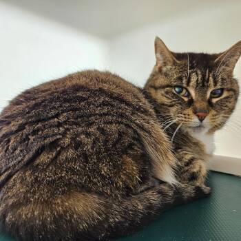 Domestic Short Hair Cats Available for Adoption - Mama Cass | PetCurious