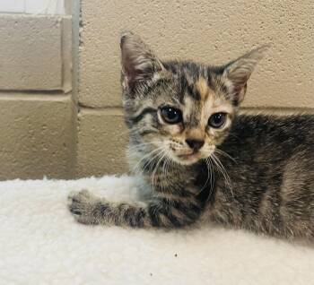 Daphne -  Tabby and Domestic Short Hair Cat for Adoption in Seabrook, Texas - Daphne | PetCurious