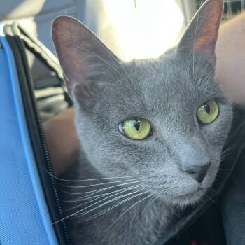 Mochi -  Russian Blue Cat for Adoption in Midlothian, Texas - Mochi | PetCurious