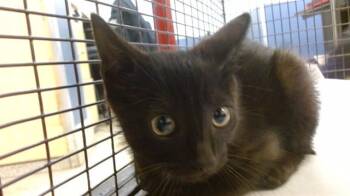 Domestic Short Hair Cats Available for Adoption in Doral, Florida - PRISSY | PetCurious