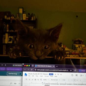 Mrs. Peacock -  Domestic Medium Hair Cat for Adoption in Evanston, Illinois - Mrs. Peacock | PetCurious