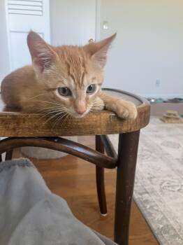 Crush (male kitten) -  Domestic Short Hair Cat for Adoption in Los Altos, California - Crush (male Kitten) | PetCurious