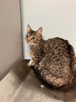 Domestic Short Hair Cats Available for Adoption - CARA | PetCurious