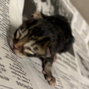 Coco Puffs -  Domestic Short Hair Cat for Adoption in Yuma, Arizona - Coco Puffs | PetCurious