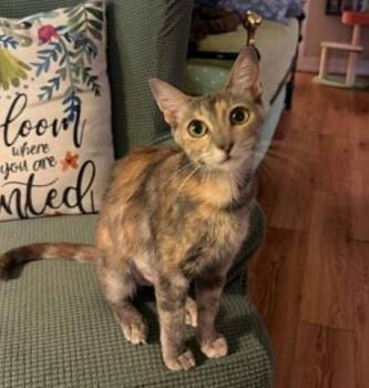 Sapphire -  Tabby and Dilute Calico Cat for Adoption in Waxahachie, Texas - Sapphire | PetCurious