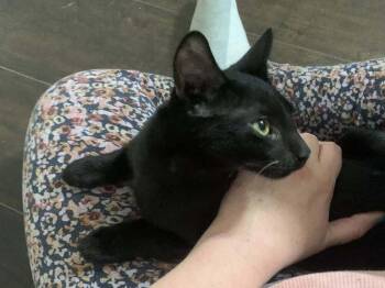 Cane -  Domestic Short Hair Cat for Adoption in Scott, Louisiana - Cane | PetCurious
