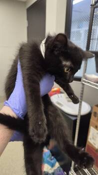 JAYLEE -  Domestic Short Hair Cat for Adoption in Omaha, Nebraska - JAYLEE | PetCurious