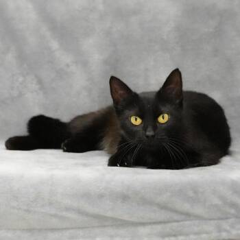 Domestic Short Hair Cats Available for Adoption in Sunnyvale, California - Nairobi | PetCurious