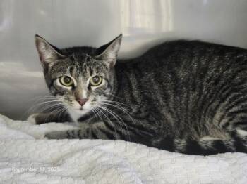 Rescue Domestic Short Hair Cats for Adoption in Santa Cruz, California - CAMMY | PetCurious