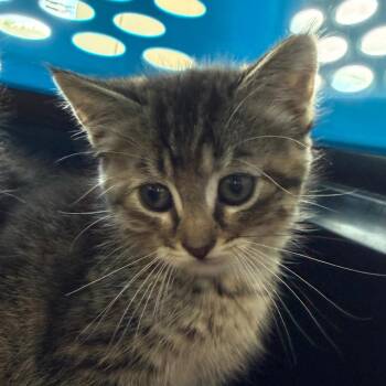 Taz -  Domestic Short Hair Cat for Adoption in Watertown, New York - Taz | PetCurious