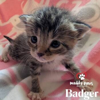 Rescue Domestic Short Hair Cats for Adoption in Council Bluffs, Iowa - Mustelids Litter: Badger | PetCurious