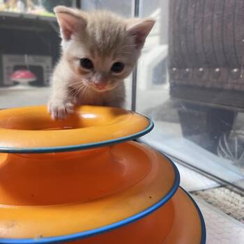 Ravioli -  Domestic Short Hair Cat for Adoption in Calgary, Alberta - Ravioli | PetCurious