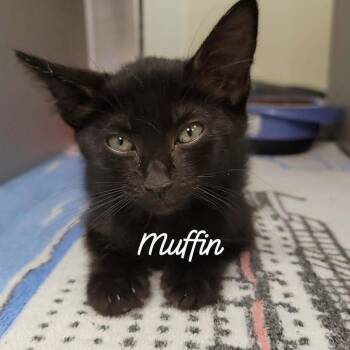 Muffin -  Domestic Short Hair Cat for Adoption in Buchanan Dam, Texas - Muffin | PetCurious