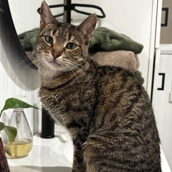 Twiggs -  Domestic Short Hair Cat for Adoption in Bountiful, Utah - Twiggs | PetCurious