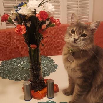 Norwegian Forest Cat Cats Available for Adoption in Los Angeles, California - Floofy (Yvette/Sheida) | PetCurious