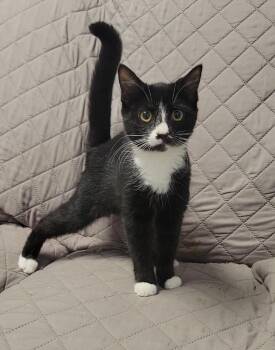 ZIPPY -  Domestic Short Hair Cat for Adoption in Sandusky, Ohio - ZIPPY | PetCurious
