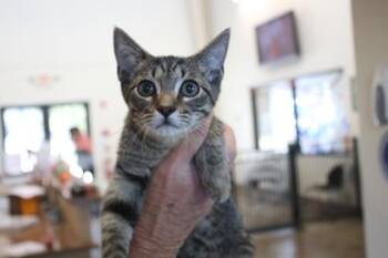 Deacon -  Domestic Short Hair Cat for Adoption in Brunswick, Georgia - Deacon | PetCurious