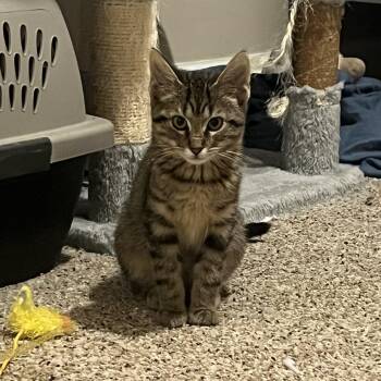 Cloud -  Domestic Short Hair Cat for Adoption in Bloomington, Illinois - Cloud | PetCurious