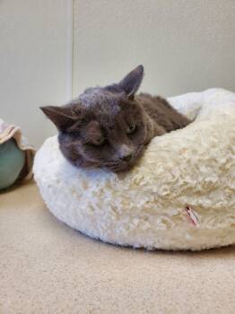 Rescue American Shorthair and Russian Blue Cats for Adoption in Bartlesville, Oklahoma - Ariana | PetCurious