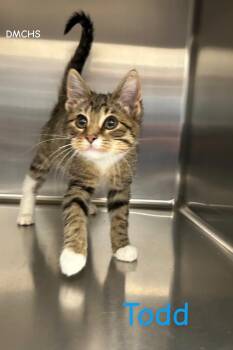 Todd -  Domestic Short Hair Cat Available for Adoption in Burlington, Iowa - Todd | PetCurious