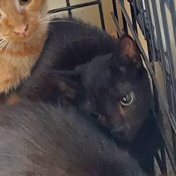 Louise -  Domestic Short Hair Cat for Adoption in Ashtabula, Ohio - Louise | PetCurious