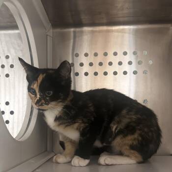 Danika -  Domestic Short Hair Cat for Adoption in Dearborn, Michigan - Danika | PetCurious
