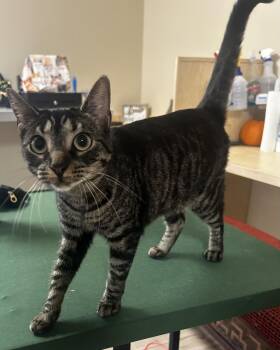 Martha Solstice -  Domestic Short Hair and Tabby Cat for Adoption in Chandler, Arizona - Martha Solstice | PetCurious