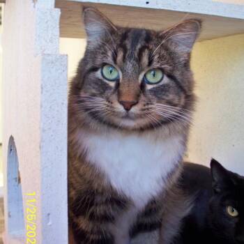 Rescue Domestic Medium Hair Cats for Adoption in West Des Moines, Iowa - Clarke Kent | PetCurious