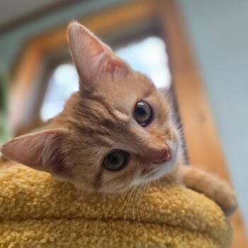 Daniel Tiger -  Domestic Short Hair Cat for Adoption in La Grange, Kentucky - Daniel Tiger | PetCurious